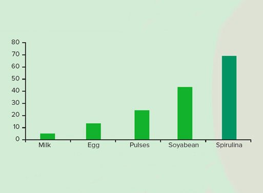 Protein content in common foods (g/100g)