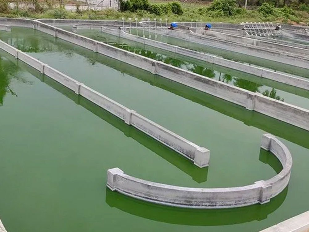 Spirulina Pond